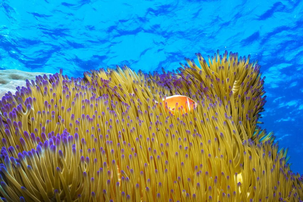 Clown fish in a sea anenome