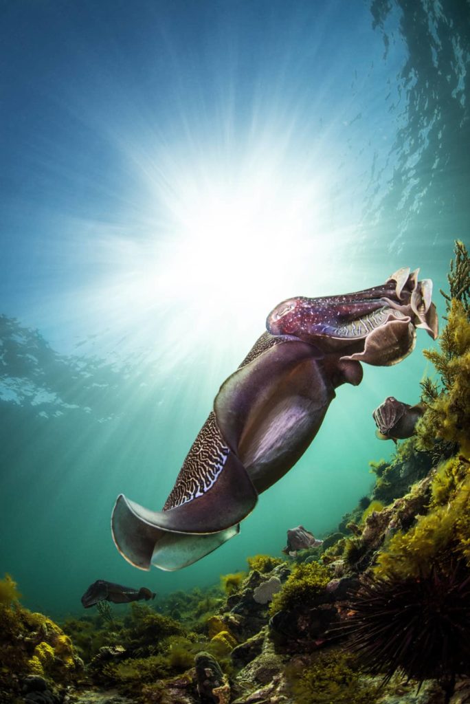 Australian Cuttlefish - Whyalla, South Australia