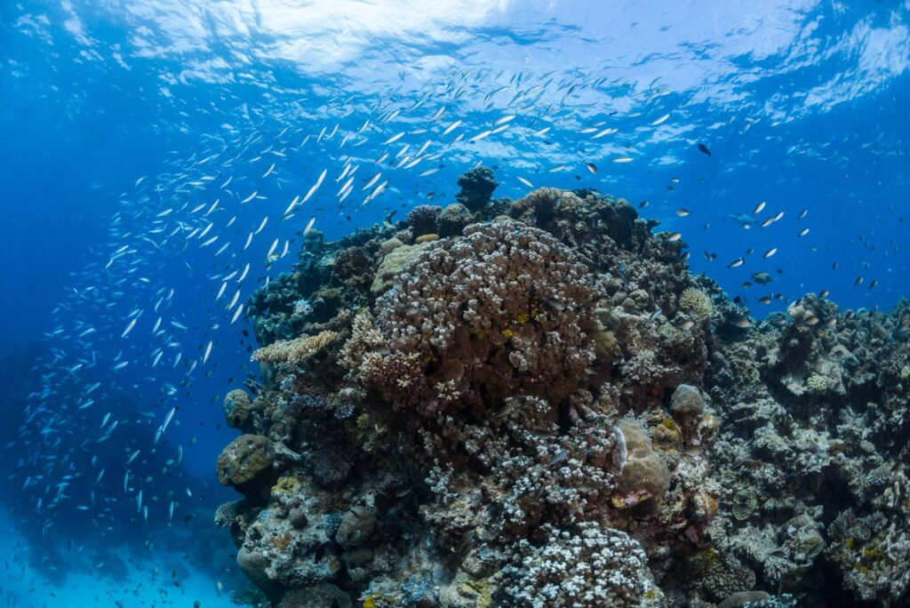 Great Barrier Reef Underwater Photo