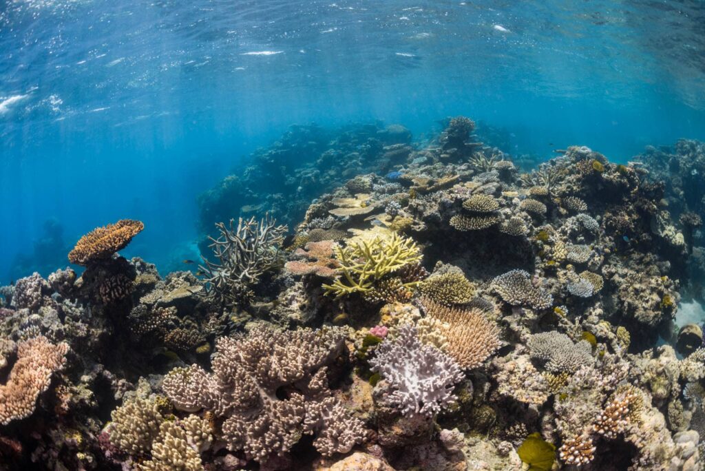 Great Barrier Reef Underwater Photo
