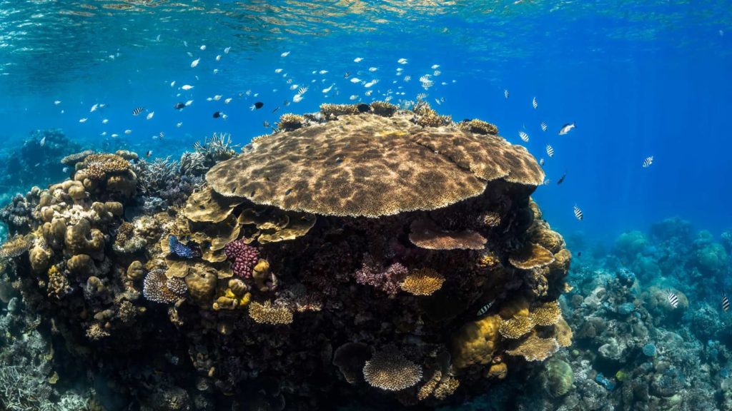 Great Barrier Reef - Agincourt Reef