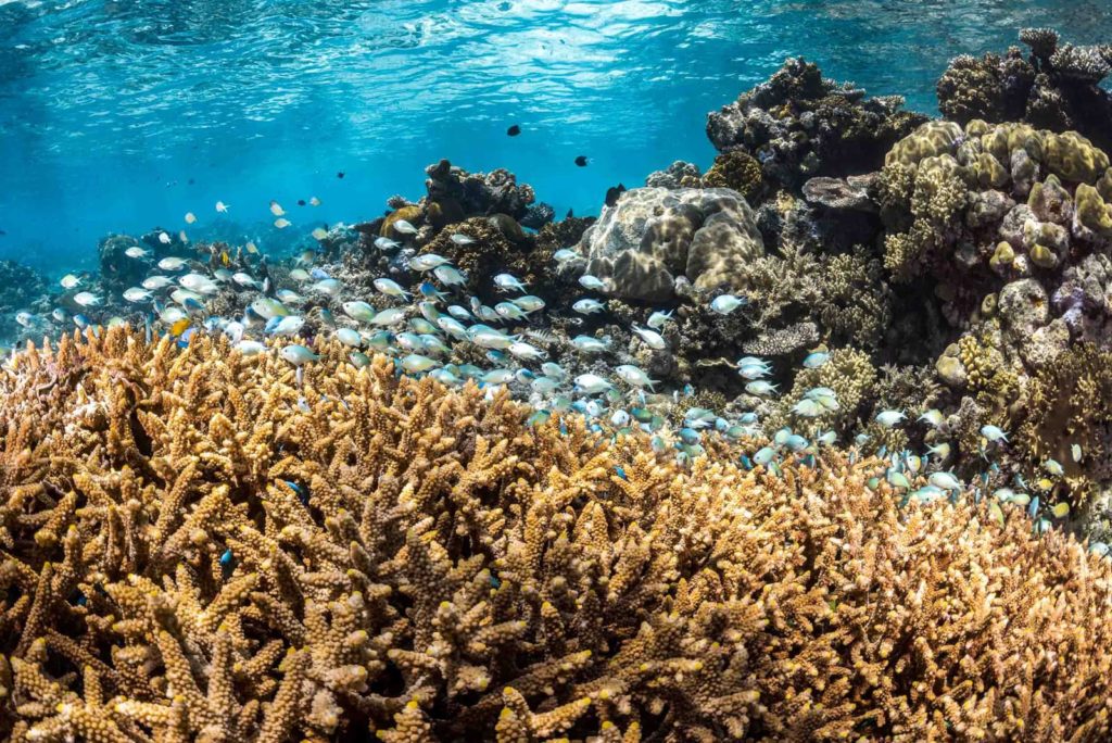 Great Barrier Reef - Agincourt Reef