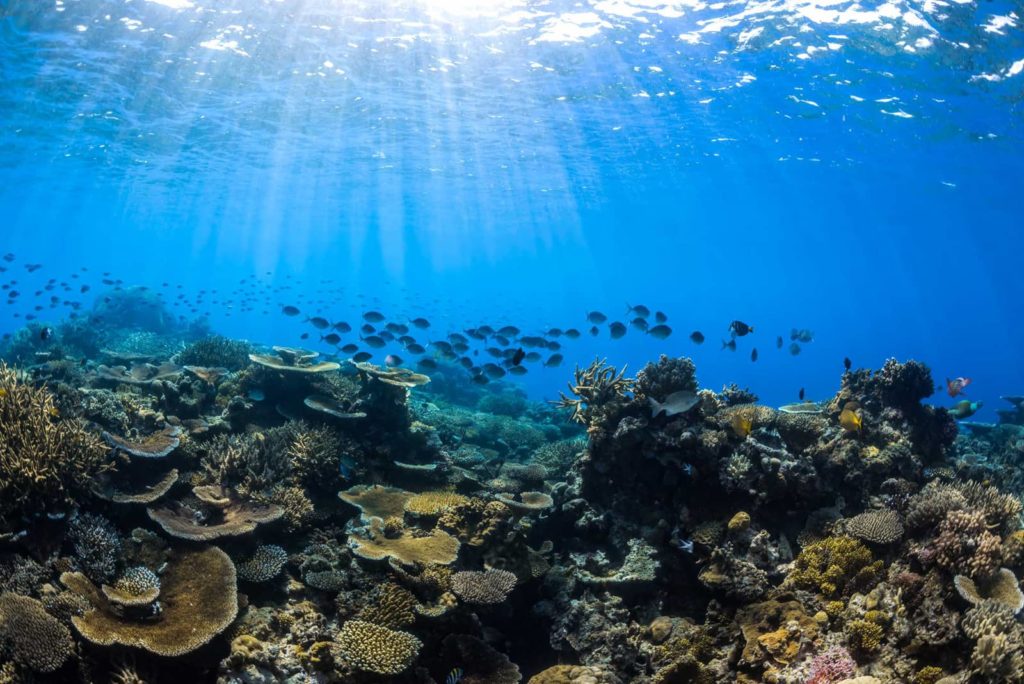 Great Barrier Reef - Agincourt Reef