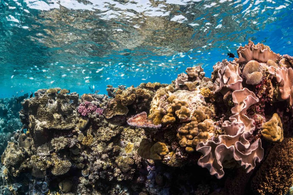 Great Barrier Reef - Agincourt Reef