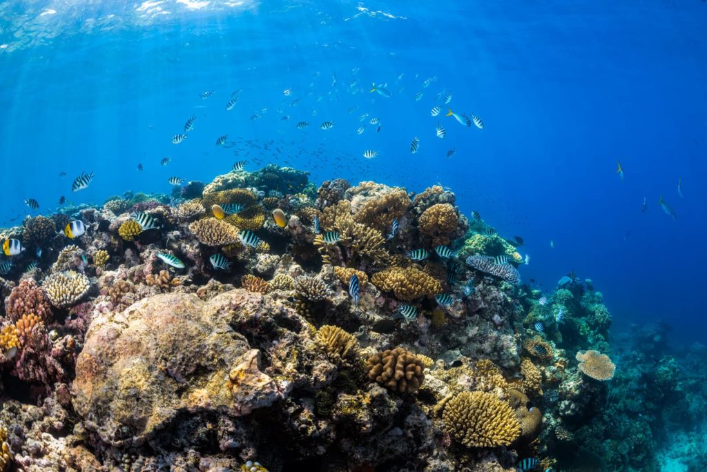 Great Barrier Reef - Opal Reef