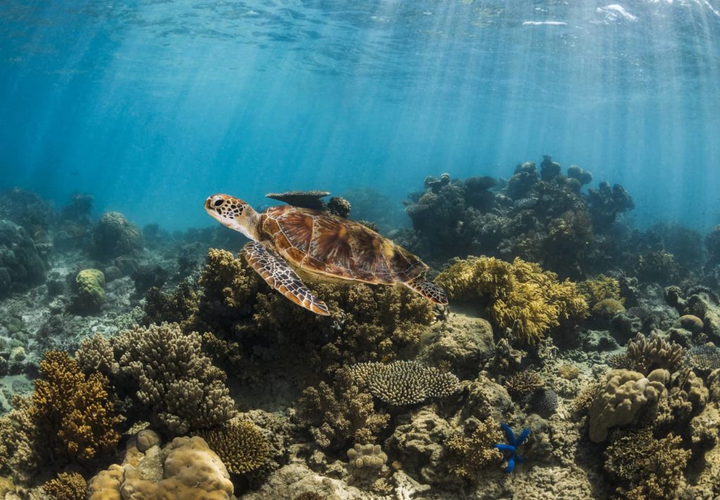 Green Sea Turtle - Mackay Reef