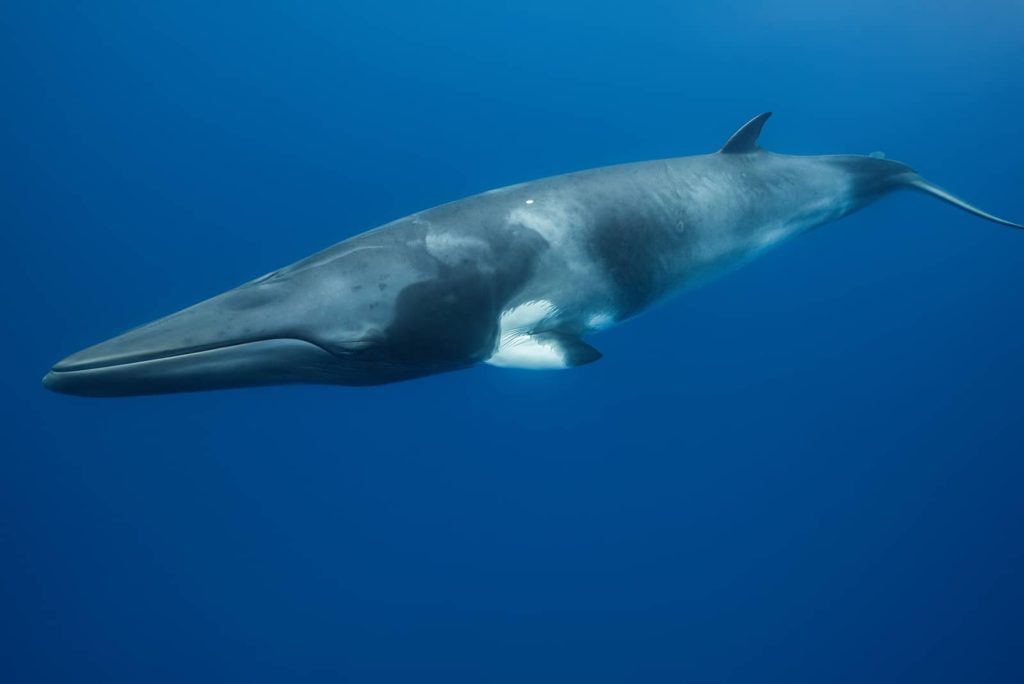 Minke Whale - Queensland, Australia