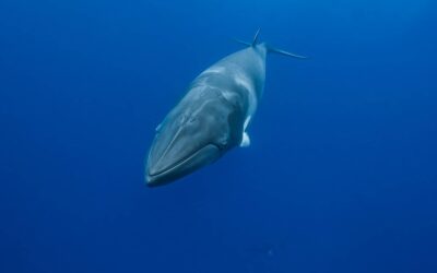 The Minke Whales Are Here: Essential Tips For Snorkeling & Photographing Them