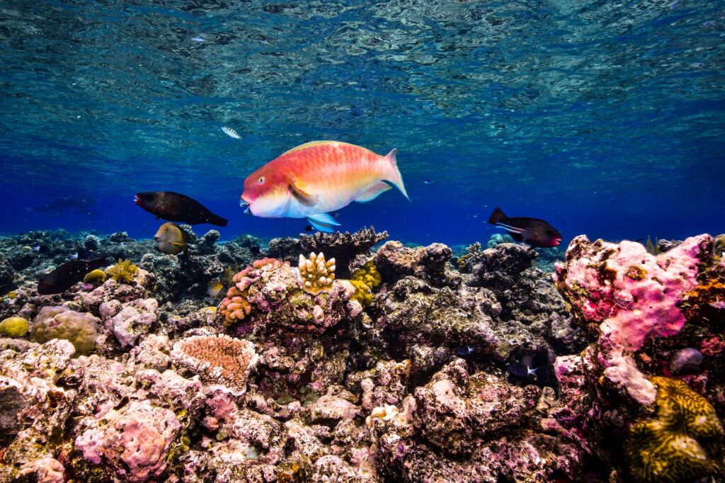 Parrot fish on the Great Barrier Reef