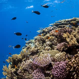 Ribbon Reefs