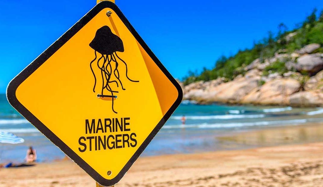 The Jellyfish Are Here! What To Know About Stinger Season