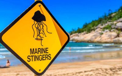 The Jellyfish Are Here! What To Know About Stinger Season